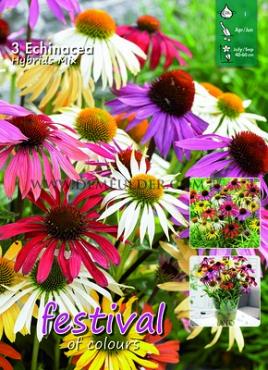 Echinacea Butterfly Hybride Gemengd Festival Spring Big packs mixes Echinacea Butterfly Hybrids Mix  I (x10x3)