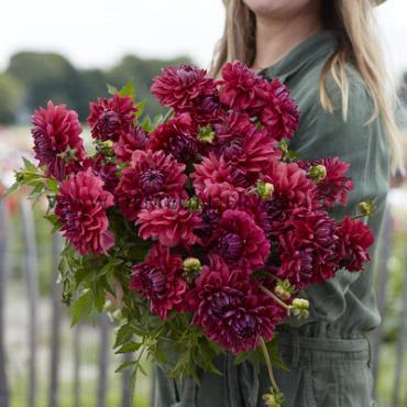 Dahlia Perch Hill (x 35)