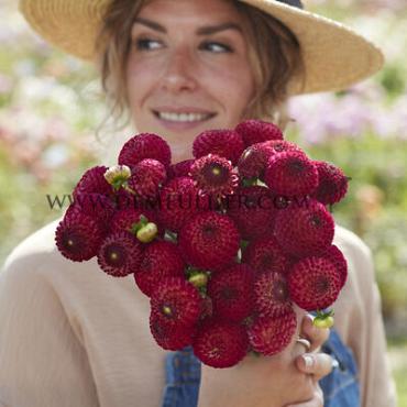 Dahlia Vino (x 35)