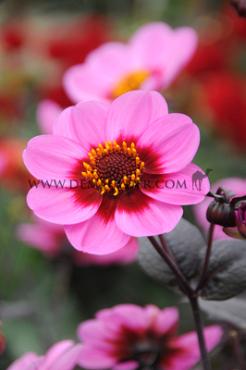 Dahlia HS Juliet (x 35)