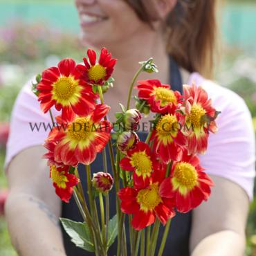 Dahlia Orange Emperor (x 35)