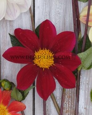 Dahlia Red Emperor (x 35)