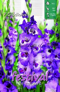 Large Flowered Vista Festival Winter Gladiolus Large Flowered Gladiolus Vista 14/+ (x10x7)