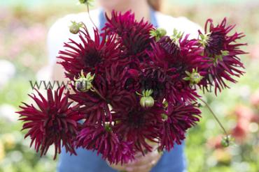 Dahlia Black Narcisuss (x 35)