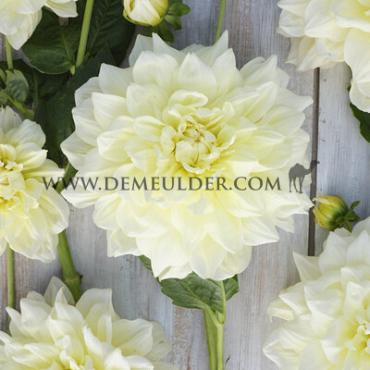 Dahlia Ice Breaker (x 35)