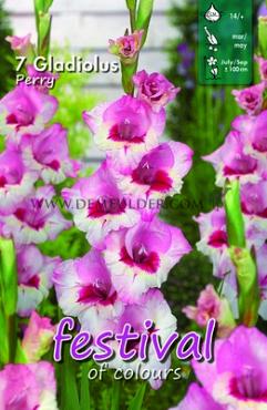 Large Flowered Perry Festival Winter Gladiolus Large Flowered Gladiolus Perry 14/+ (x10x7)