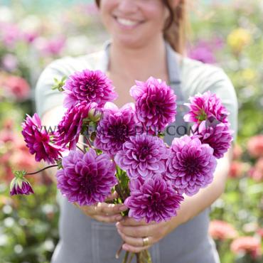 Dahlia Blue Bell (x 35)
