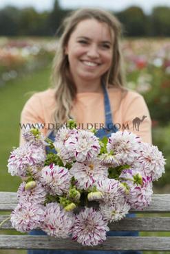 Dahlia Danceline (x 35)