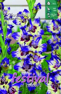 Pre-packed Gladiolus Circus Club 14/+ (x10x7)