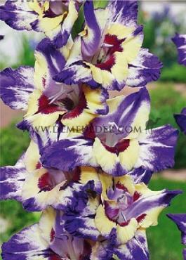 Large Flowered Circus Club Festival Winter Gladiolus Large Flowered Gladiolus Circus Club 14/+ (x10x7)