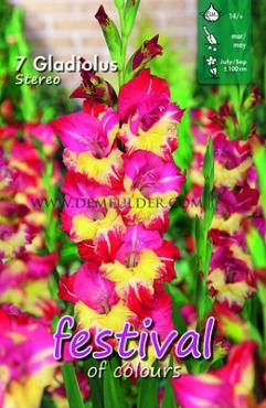 Large Flowered Stereo Festival Spring Gladiolus Large Flowered Gladiolus Stereo 14/+ (x10x7)