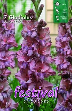 Large Flowered Jakoetsk Festival Winter Gladiolus Large Flowered Gladiolus Jakoetsk 14/+ (x10x7)