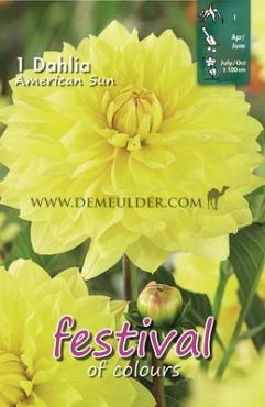 Pre-packed Dahlia American Sun I (x14x1)