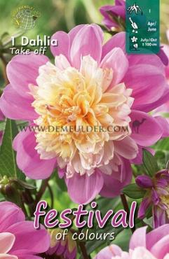 Anemone Flowered Take Off Festival Spring Dahlia Anemone Flowered Dahlia Take Off I (x14x1)