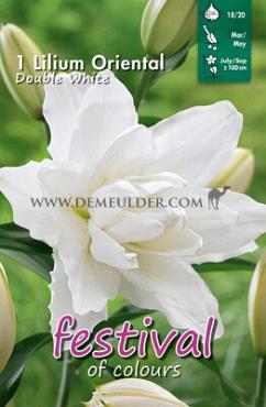 Or-Dbl Wit Festival Winter Lilium Lilium OR Double White 16/18 (x14x1)