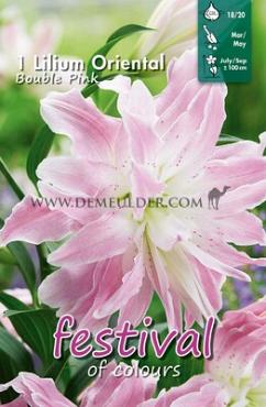 Or-Dbl Roze Festival Spring Lilium Lilium OR Double Pink 16/18 (x14x1)