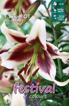Ot Wit - Rood Festival Spring Lilium Lilium Wit - Rood 16/18 (x14x1)