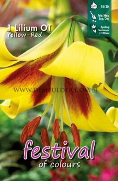 Ot Geel - Rood Festival Winter Lilium Lilium Geel - Rood 16/18 (x14x1)