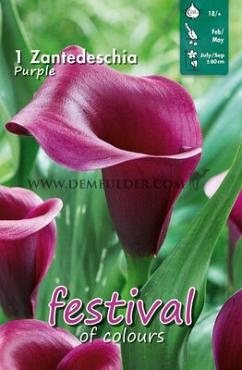 Paars Festival Winter Zantedeschia Zantedeschia Paars 18/+ (x14x1)