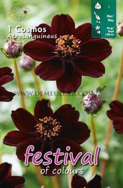 Atrosanguineus Festival Spring Perennials Cosmos Atrosanguineus I (x14x1)