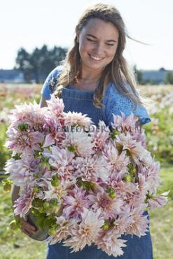 Decorative Dinnerplate Cafe Au Lait Twist Festival Winter Dahlia Dinnerplate Dahlia Cafe Au Lait Twist I (x14x1)