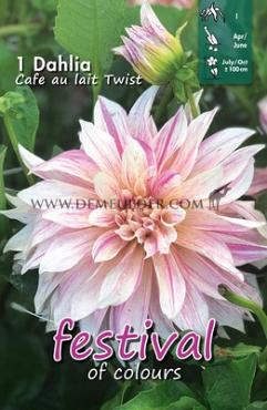 Decorative Dinnerplate Cafe Au Lait Twist Festival Spring Dahlia Dinnerplate Dahlia Cafe Au Lait Twist I (x14x1)