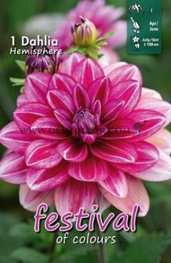 Decorative Small Flowered Hemisphere Festival Spring Dahlia Small Flowered Dahlia Hemisphere I (x14x1)
