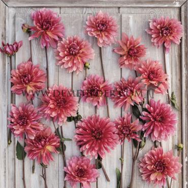 Cactus Of Semicactus Misses Dutch Festival Winter Dahlia Cactus Of Semicactus Dahlia Misses Dutch I (x14x1)