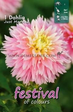 Cactus Of Semicactus Just Married Festival Winter Dahlia Cactus Of Semicactus Dahlia Just Married I (x14x1)