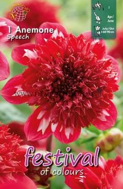 Anemone Flowered Speech Festival Spring Dahlia Anemone Flowered Dahlia Speech I (x14x1)