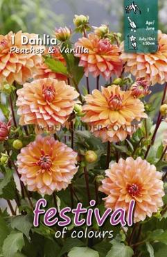 Decorative Dwarf Peaches & Vanilla Festival Spring Dahlia Dwarf Dahlia Peaches & Vanilla  I (x14x1)