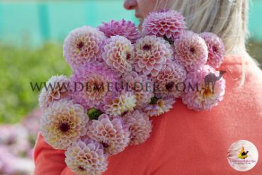 Ball Wine Eyed Jill Festival Winter Dahlia Ball Dahlia Wine Eyed Jill I (x14x1)