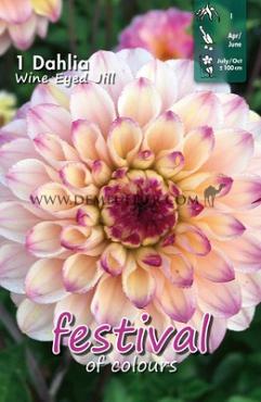 Ball Wine Eyed Jill Festival Spring Dahlia Ball Dahlia Wine Eyed Jill I (x14x1)