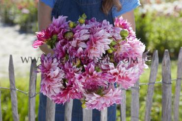 Dahlia mixed Festival Winter Big packs mixes Dahlia Café au Lait Bouquet Collection 100cm Decorative Large-flower