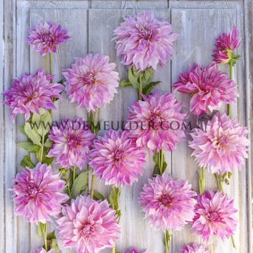 Dahlia mixed Festival Winter Big packs mixes Dahlia Café au Lait Bouquet Collection 100cm Decorative Large-flower