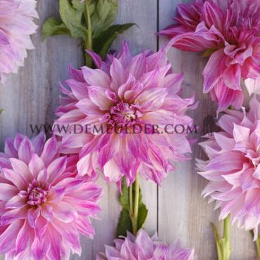 Dahlia mixed Festival Winter Big packs mixes Dahlia Café au Lait Bouquet Collection 100cm Decorative Large-flower