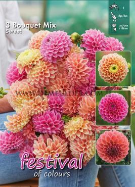Dahlia mixed Festival Spring Big packs mixes Dahlia Sweet Bouquet Collection 100cm Ball  I (x16x3)