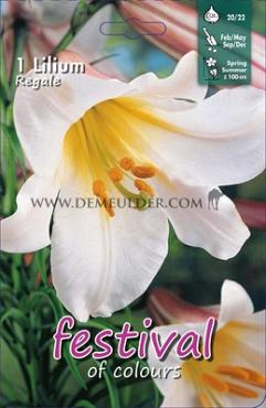 Pre-packed Lilium Regale 20/22 (x14x1)