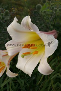 Species Regale Festival Winter Lilium Lilium Regale 20/22 (x14x1) (Winter)