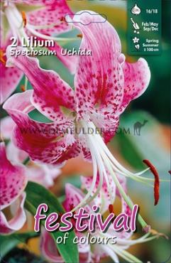 Pre-packed Lilium Speciosum Var Rubrum Uchida 20/22 (x14x1)