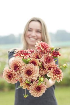 Decorative Small Flowered Creme De Cognac Festival Winter Dahlia Small Flowered Dahlia Creme De Cognac I (x14x1)