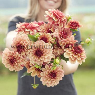 Pre-packed Dahlia Creme De Cognac I (x14x1)