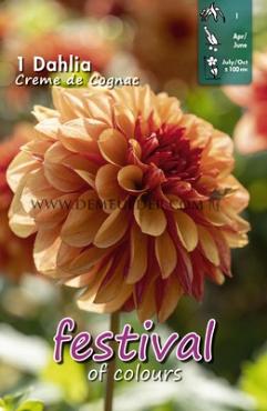 Decorative Small Flowered Creme De Cognac Festival Spring Dahlia Small Flowered Dahlia Creme De Cognac I (x14x1)