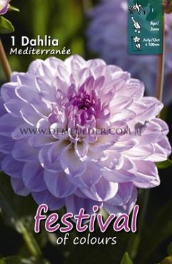 Decorative Small Flowered Mediterranee Festival Spring Dahlia Small Flowered Dahlia Mediterranee I (x14x1)