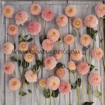 Ball L.A.T.E. Festival Winter Dahlia Ball Dahlia L.A.T.E. I (x14x1)