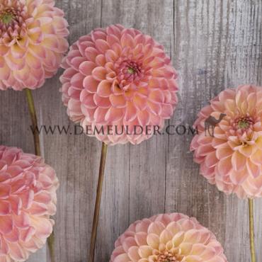 Ball L.A.T.E. Festival Winter Dahlia Ball Dahlia L.A.T.E. I (x14x1)