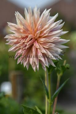 Cactus Of Semicactus Cafe De Paris Festival Winter Dahlia Cactus Of Semicactus Dahlia Cafe De Paris I (x14x1)