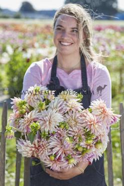Cactus Of Semicactus Cafe De Paris Festival Winter Dahlia Cactus Of Semicactus Dahlia Cafe De Paris I (x14x1)
