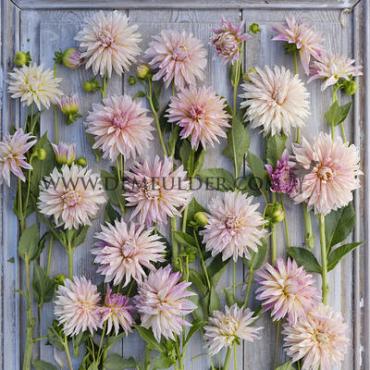 Cactus Of Semicactus Cafe De Paris Festival Winter Dahlia Cactus Of Semicactus Dahlia Cafe De Paris I (x14x1)