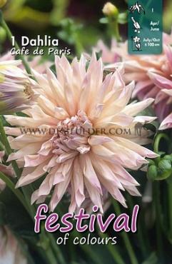 Cactus Of Semicactus Cafe De Paris Festival Winter Dahlia Cactus Of Semicactus Dahlia Cafe De Paris I (x14x1)